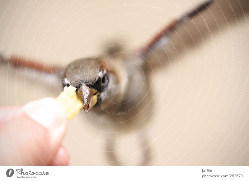 Berliner Spatzen lieben Pommes Pommes frites Tier Wildtier Vogel Tiergesicht Flügel Feldsperling Vogelfutter Schnabel 1 fliegen Fressen füttern braun gelb gold