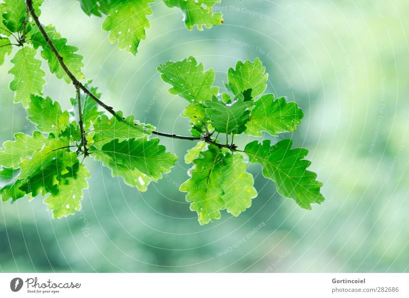 Eiche Umwelt Natur Herbst Pflanze Blatt Wald grün Eichenblatt herbstlich Zweige u. Äste Farbfoto Außenaufnahme Textfreiraum rechts Textfreiraum unten