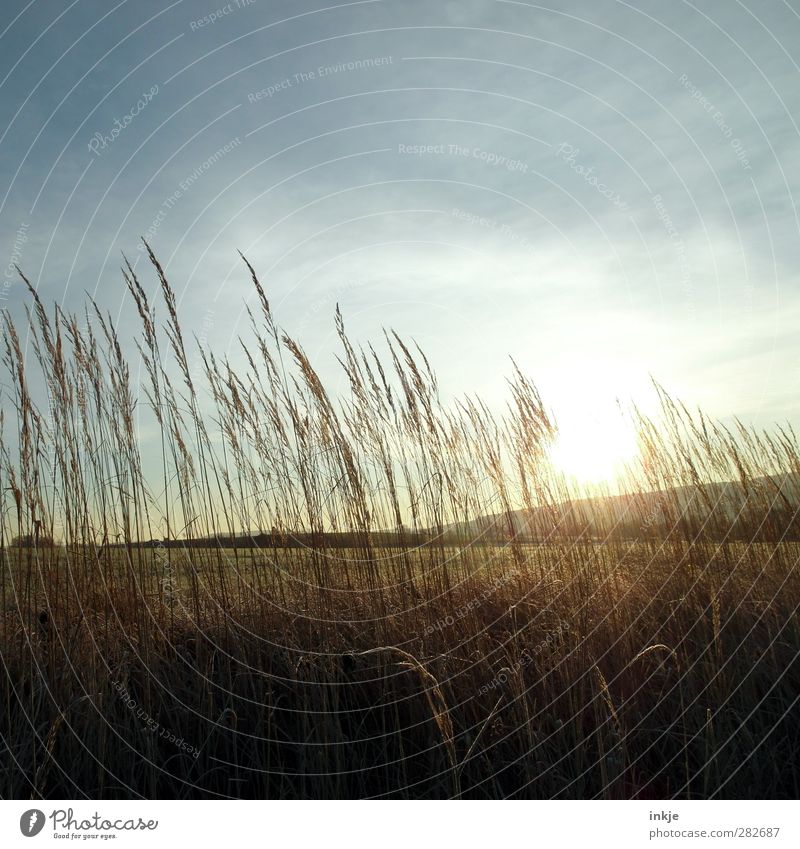 Herbst Landschaft Himmel Horizont Sonne Sonnenaufgang Sonnenuntergang Sonnenlicht Schönes Wetter Gras Sträucher Wiese Feld natürlich schön Natur ruhig braun