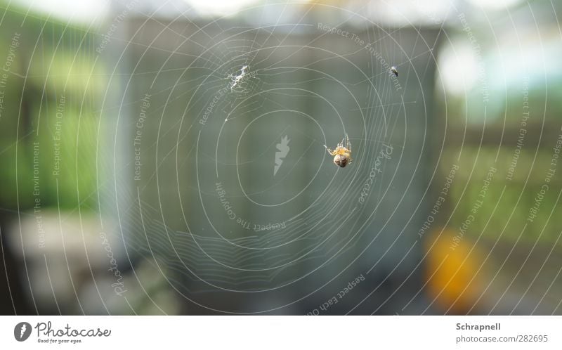 spinnst wohl Umwelt Natur Tier Totes Tier Fliege Spinne Flügel 2 Spinnennetz Netz Essen fangen Fressen hängen Jagd krabbeln ästhetisch bedrohlich Ekel natürlich