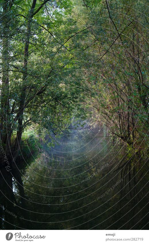 lautloser Übergang Umwelt Natur Landschaft Pflanze Wasser Baum Sträucher Bach dunkel natürlich Reflexion & Spiegelung Märchenwald Märchenlandschaft mystisch