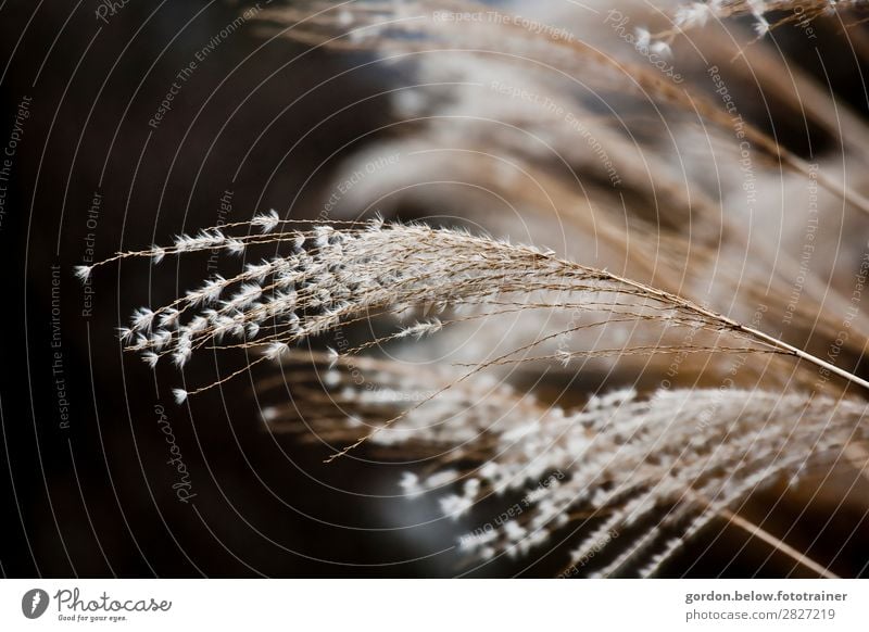 gestreichelt vom Licht Natur Pflanze Gras Grünpflanze berühren Erholung Duft Sauberkeit weich braun gold schwarz weiß Stimmung Zufriedenheit Lebensfreude