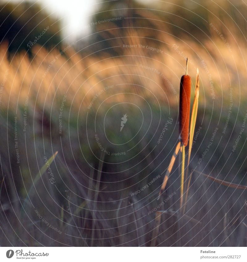 Deichpopel Umwelt Natur Pflanze Herbst Gras Wiese hell natürlich Wärme Schilfrohr Einsamkeit standhaft leuchten Farbfoto Gedeckte Farben Außenaufnahme