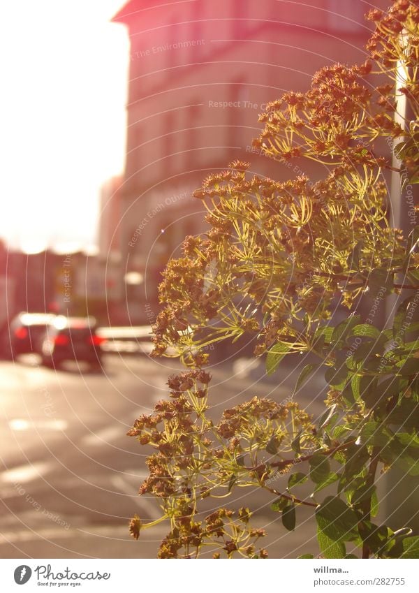 Feierabend Schönes Wetter Chemnitz Stadt Haus Gebäude Straße PKW verblüht Abenddämmerung Rücklicht Stimmungsbild fahren Arbeitsbeginn Morgen Arbeitsweg