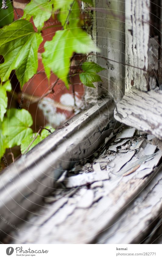 Früher war alles besser | Außer die Fenster Häusliches Leben Wohnung Haus Renovieren Pflanze Efeu Fensterrahmen Holzfenster Fenstersims Wachstum alt kaputt grün