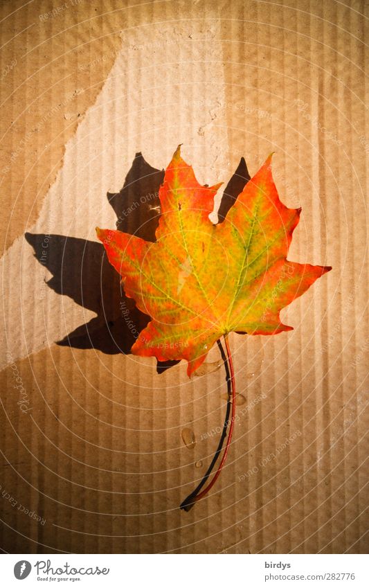 gefallene Schönheit Herbst Schönes Wetter Blatt Ahornblatt leuchten positiv schön Wärme mehrfarbig ästhetisch Farbe Wandel & Veränderung Karton Kanada