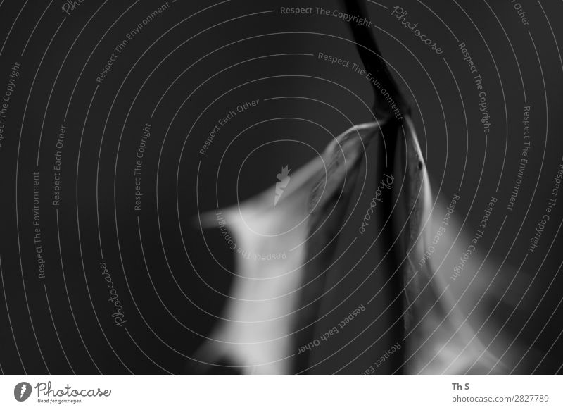 Blatt Natur Pflanze Herbst Winter Bewegung verblüht ästhetisch authentisch einfach elegant natürlich grau schwarz weiß Gelassenheit geduldig ruhig einzigartig