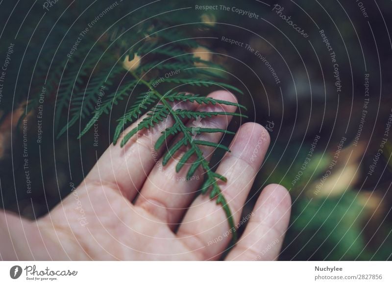 Hand hält grünes Blatt im Naturwald. schön Ferien & Urlaub & Reisen Winter Umwelt Pflanze Frühling Baum Wald Wachstum frisch nachhaltig natürlich Hintergrund