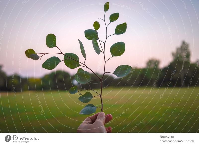 Hand haltend Blätter in der Frühjahrs- oder Sommersaison schön Sonne Garten Frau Erwachsene Natur Pflanze Himmel Frühling Baum Blume Gras Blatt Wiese frisch