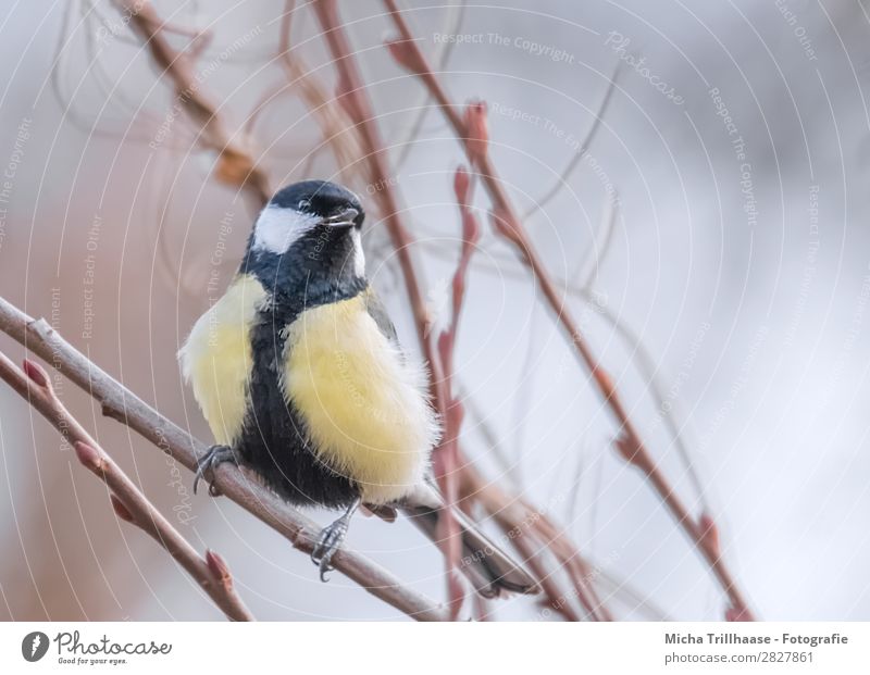 Kohlmeise im Baum Natur Tier Sonnenlicht Schönes Wetter Zweige u. Äste Wildtier Vogel Tiergesicht Flügel Krallen Meisen Feder Schnabel Auge 1 beobachten