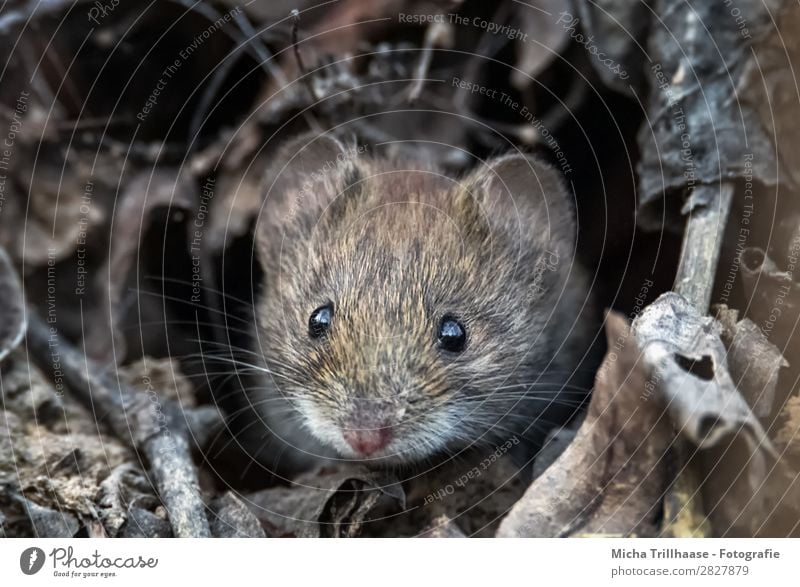 Feldmaus schaut aus dem Bau Natur Tier Sonnenlicht Blatt Zweige u. Äste Wildtier Maus Tiergesicht Fell Erdmaus Auge Ohr Nase Barthaare 1 beobachten glänzend