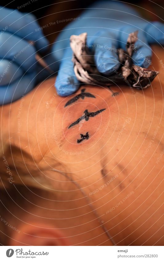 fly away feminin Junge Frau Jugendliche Haut 1 Mensch 18-30 Jahre Erwachsene Vogel Schwarm ästhetisch außergewöhnlich Tattoo Schwalben Farbfoto Innenaufnahme