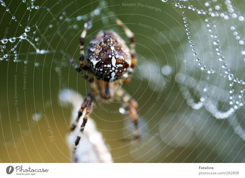 600 gefressene Fliegen... Umwelt Natur Tier Urelemente Wasser Wassertropfen Herbst Wildtier Spinne hell nass natürlich Kreuzspinne Farbfoto Gedeckte Farben