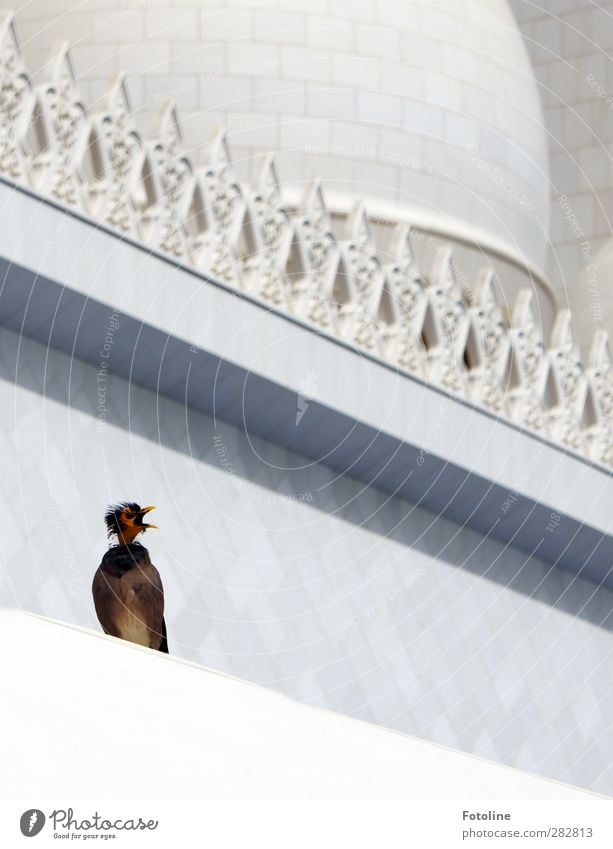 Früher war alles besser | da hatte ich noch Federn... Tier Wildtier Vogel hell natürlich weiß Schnabel schreien Gebäude Moschee Farbfoto Außenaufnahme