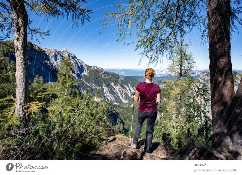 Frau wandert und blickt in die Berge feminin Junge Frau Jugendliche 1 Mensch Schönes Wetter Wald Berge u. Gebirge wandern Bewegung Erfolg Fitness Horizont Pause