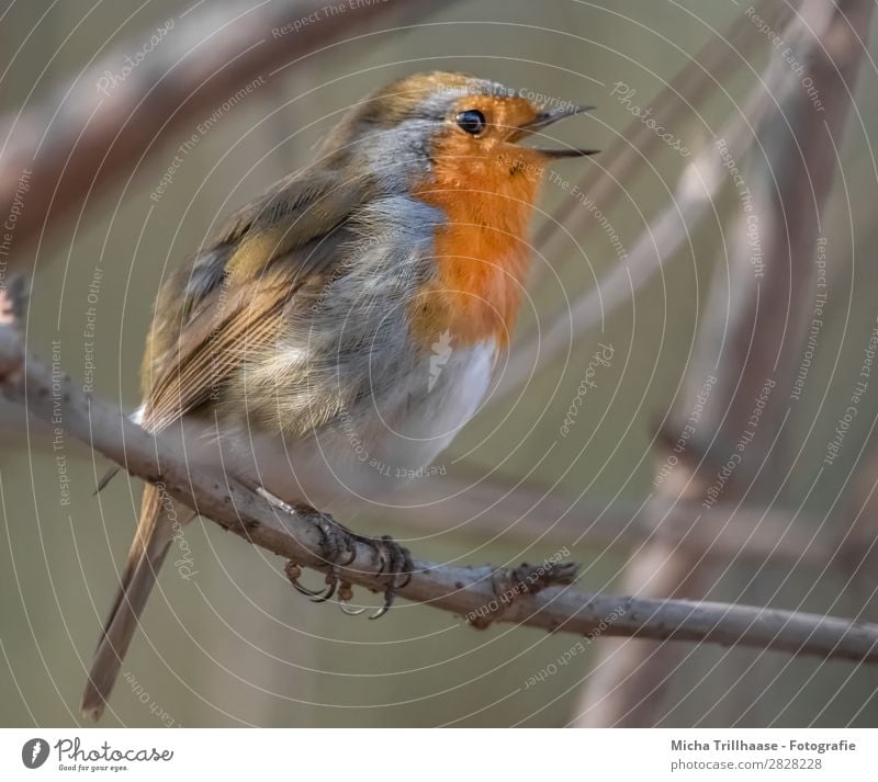 Singendes Rotkehlchen Natur Tier Sonnenlicht Schönes Wetter Baum Zweige u. Äste Wildtier Vogel Tiergesicht Flügel Krallen Schnabel Feder Auge 1 leuchten Blick