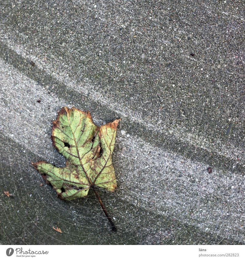 Herbstspuren Umwelt schlechtes Wetter Blatt Linie Vergänglichkeit Betonplatte Spuren Farbfoto Außenaufnahme Menschenleer Textfreiraum oben