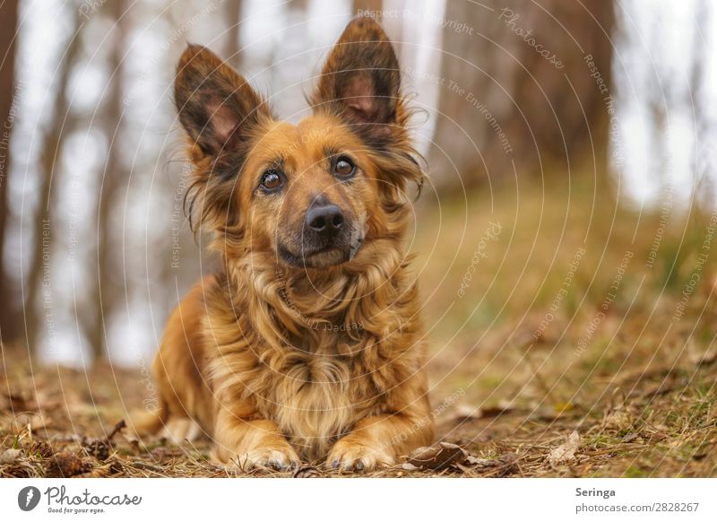 Dackelblick Natur Baum Wald Tier Haustier Hund Tiergesicht Pfote Fährte 1 Bewegung Fressen füttern Farbfoto mehrfarbig Außenaufnahme Detailaufnahme Menschenleer