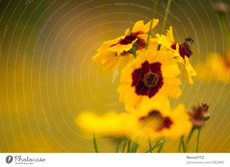 In a yellow world (2) Umwelt Natur Pflanze Tier Blume Blüte Park Wiese Fliege 1 frei klein gelb winzig Sommer sommerlich Sommertag Sommerblumen Farbfoto