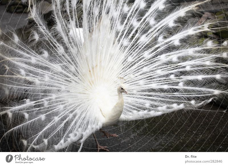 Ganz in weiss.. Tier Pfau 1 außergewöhnlich exotisch weiß selbstbewußt schön Kraft Angeben Albino Außenaufnahme Kontrast