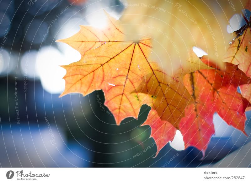 bunt! Umwelt Natur Pflanze Tier Sonnenaufgang Sonnenuntergang Sonnenlicht Herbst Baum Blatt Park Wald Fröhlichkeit mehrfarbig Idylle Herbstbeginn Ahornblatt