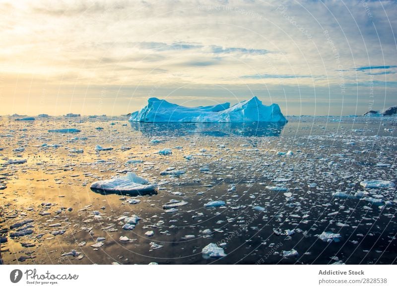 Antarktis Wildnis Naturlandschaft Eis kalt Meer Süden Eisberg Schnee Erwärmung Tierwelt polar Klima Vogel Pinguin Kolonie Außenaufnahme weiß Bucht Landschaft