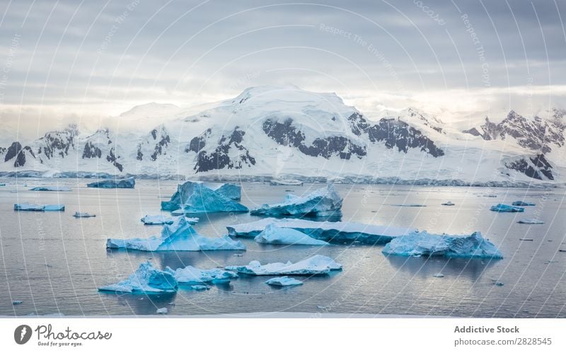 Antarktis Wildnis Naturlandschaft Eis kalt Meer Süden Eisberg Schnee Erwärmung Tierwelt polar Klima Vogel Pinguin Kolonie Außenaufnahme weiß Bucht Landschaft