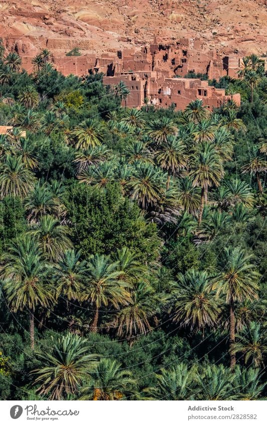 Tropenwald und Sandstadt Handfläche Wald tropisch Stadt Wand Natur grün Blatt Urwald natürlich Sommer Baum Landschaft Pflanze Umwelt Paradies abstrakt exotisch