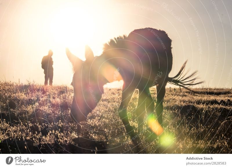 Esel bei Sonnenuntergang Tier Bauernhof Natur braun Freude ländlich Muli Säugetier Kopf niedlich heimisch Ackerbau Porträt weinen spaßig humorvoll eigenwillig