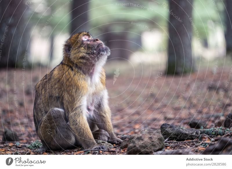 Ausdrucksstarker Affe auf dem Boden sitzend Affen niedlich expressiv Tier Augen geschlossen träumen Tierwelt wild Natur Wald Park Urwald Primas Menschenaffen