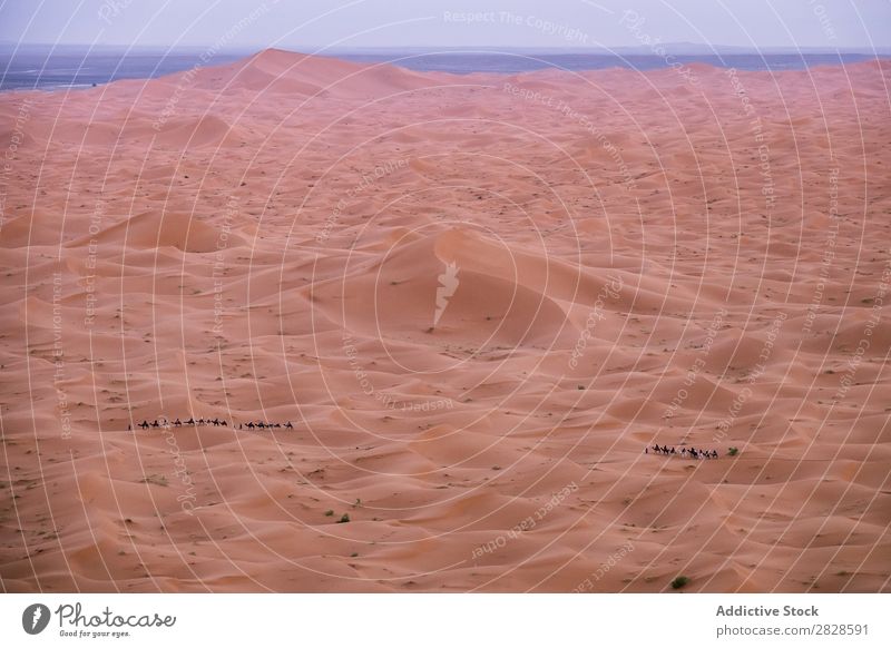 Dämmerung in der Wüste Sand Abenddämmerung dunkel Landschaft Natur regenarm Sonnenuntergang Düne Horizont Morgendämmerung halbdunkel Beautyfotografie Licht blau