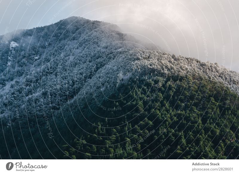 Schneebedeckter Berg mit Wald Natur Winter Berge u. Gebirge grün weiß Landschaft Ferien & Urlaub & Reisen Himmel Eis schön Jahreszeiten kalt gefroren Frost