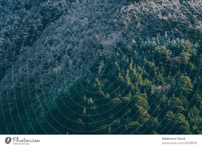 Schneebedeckter Berg mit Wald Natur Winter Berge u. Gebirge grün weiß Landschaft Ferien & Urlaub & Reisen Himmel Eis schön Jahreszeiten kalt gefroren Frost