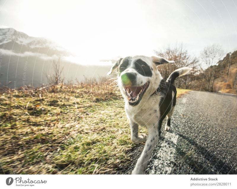 Glücklicher Hund, der auf einer Landstraße läuft. Straße Freude Spielen grün Haustier Tier schön Gras Jugendliche Natur Außenaufnahme niedlich Beweglichkeit