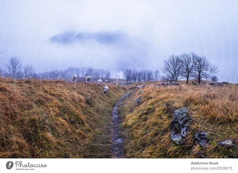 Schafweide bei bewölktem Himmel Weide Feld Pyrenäen Spanien Gras regenarm Bauernhof Landschaft Wiese Herbst Wolken Natur ländlich Tier Landwirtschaft Sommer