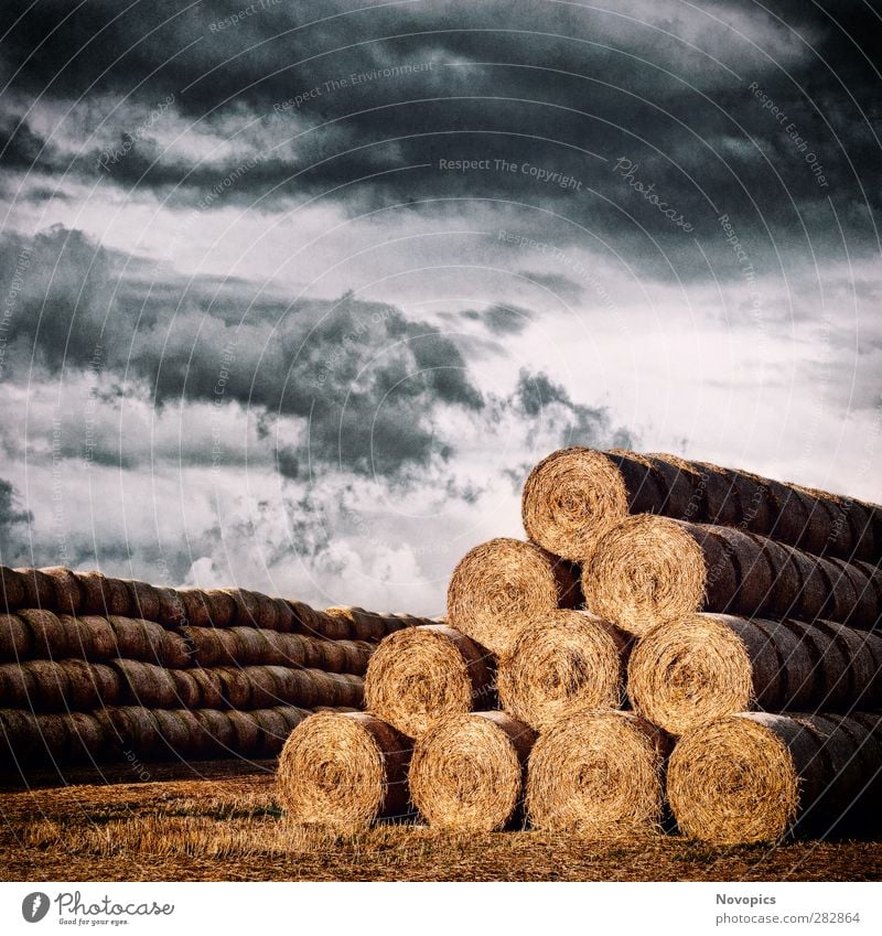 Army of Straw Bales Sommer Landwirtschaft Forstwirtschaft Natur Landschaft Himmel Wolken Herbst Wetter Unwetter Nutzpflanze Feld Linie füttern dehydrieren