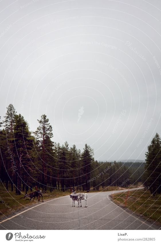 Ren im Weg Tier Wildtier Tiergruppe Tierfamilie stehen Lappland Rentier Wolken Straße Wald Finnland Norden Farbfoto Außenaufnahme Textfreiraum oben Tierporträt