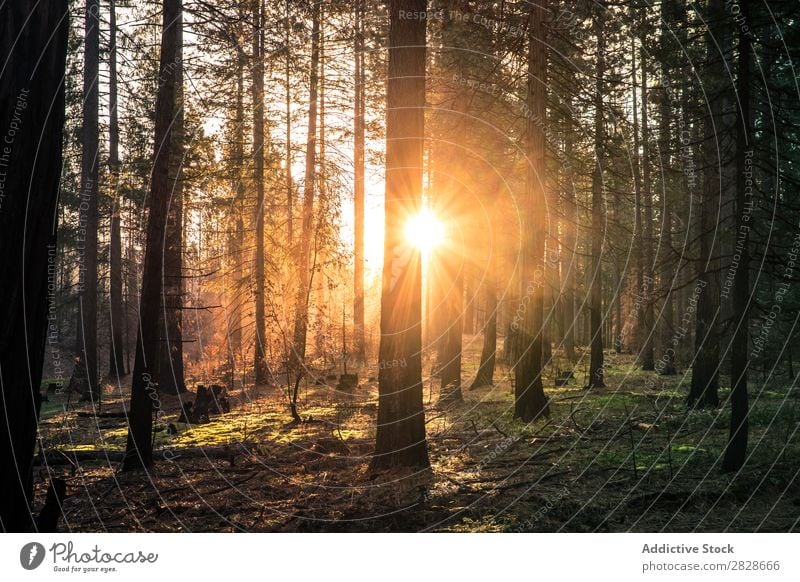 Sonnenstrahlen durch Bäume im Wald nadelhaltig Sonnenlicht Wildnis hell Immergrün ruhig durchdringend Herbst glänzend Umwelt Natur ländlich Landschaft