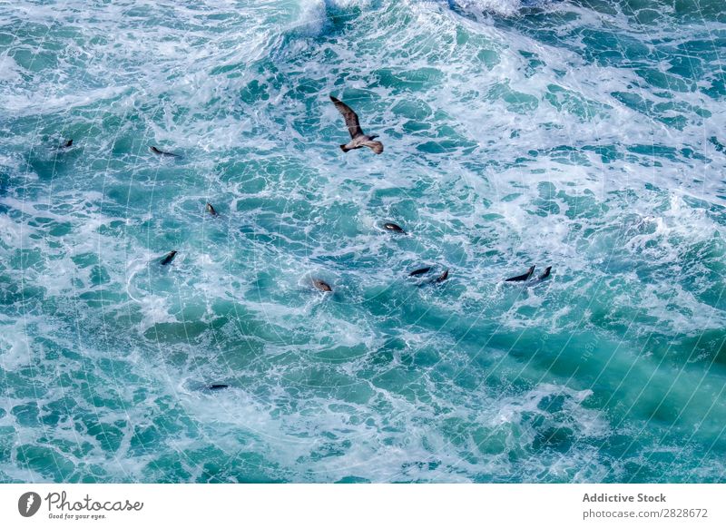 Meereslebensräume von oben Tier Schwimmsport marin Lebensräume Tierwelt Natur wild aquatisch Säugetier Im Wasser treiben Abenteuer Umwelt blau Fauna Fluggerät