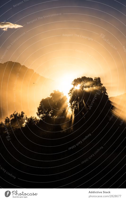 Silhouette der Bäume bei Nebel und Sonnenlicht Baum Mysterium Morgen Mittelgebirge Sonnenaufgang Landschaft Licht Umwelt Sommer Natur Wald mehrfarbig ländlich