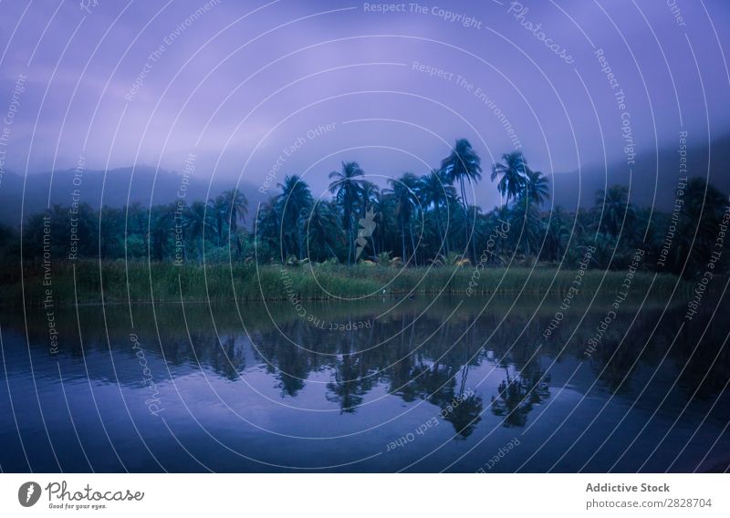 Tropisches Seeufer im Nebel Küste tropisch Handfläche Landschaft Idylle Urwald Natur Dunst Sommer grün Tierwelt schön Panorama (Bildformat)