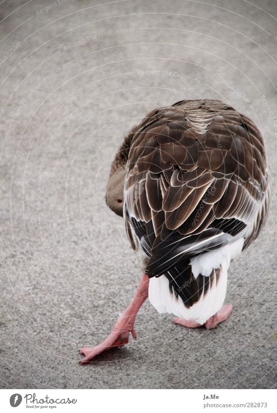 Darf ich bitten? Die Einladung zum "Gänsetanz" Tier Wildtier Vogel Flügel Gans Graugans Wildgans Zugvogel 1 braun grau wasservogel pommerngans Farbfoto