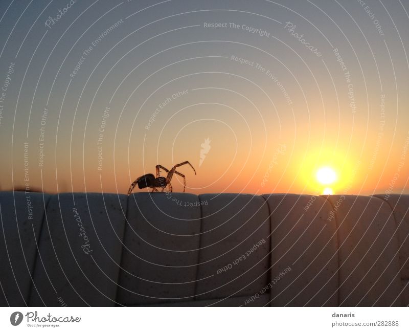 Spinne am Abend... Natur Landschaft Himmel Sonne Sonnenaufgang Sonnenuntergang Sonnenlicht Sommer Schönes Wetter Küste Strand Tier 1 beobachten Bewegung