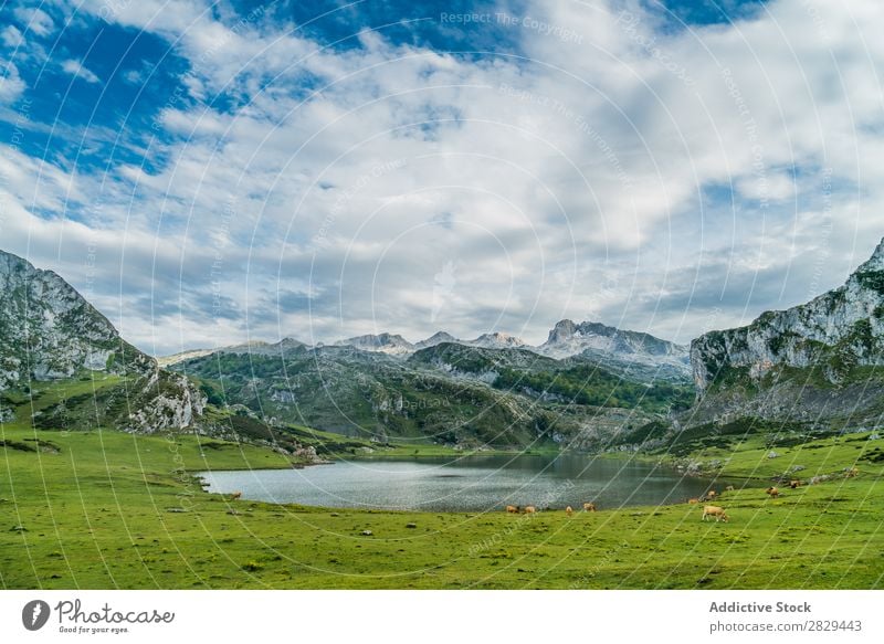 Weide und See in den Bergen Berge u. Gebirge Wiese Kuh Landschaft Gras Natur Feld ländlich Sommer Landen malerisch Jahreszeiten Szene Rasen