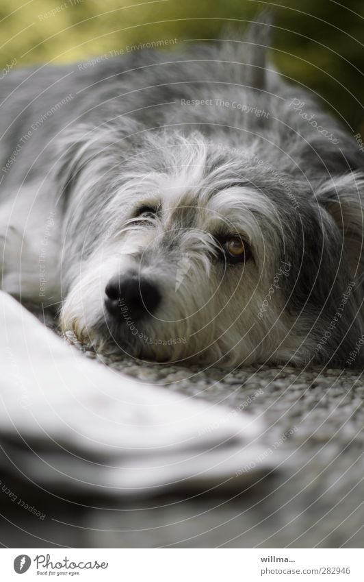 Chillender Hund. Sonntagsplatt. Haustier Tier beobachten Erholung liegen Blick Zeitung ruhen Hundeschnauze Knockout Menschenleer chillen