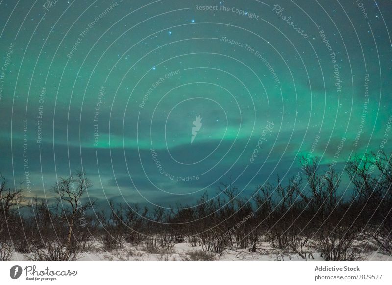 Nördliche Wälder bei Nacht Winter Natur kalt Norden Wald Polarlicht Stern Himmel Abenddämmerung bedeckt Schnee Jahreszeiten weiß Landschaft Eis Frost