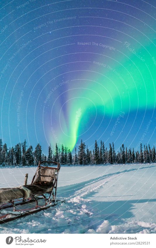 Schlitten im Winterwald Natur kalt Norden Polarlicht Wald Nacht Himmel sternenklar bedeckt Schnee Jahreszeiten weiß Landschaft Eis Frost