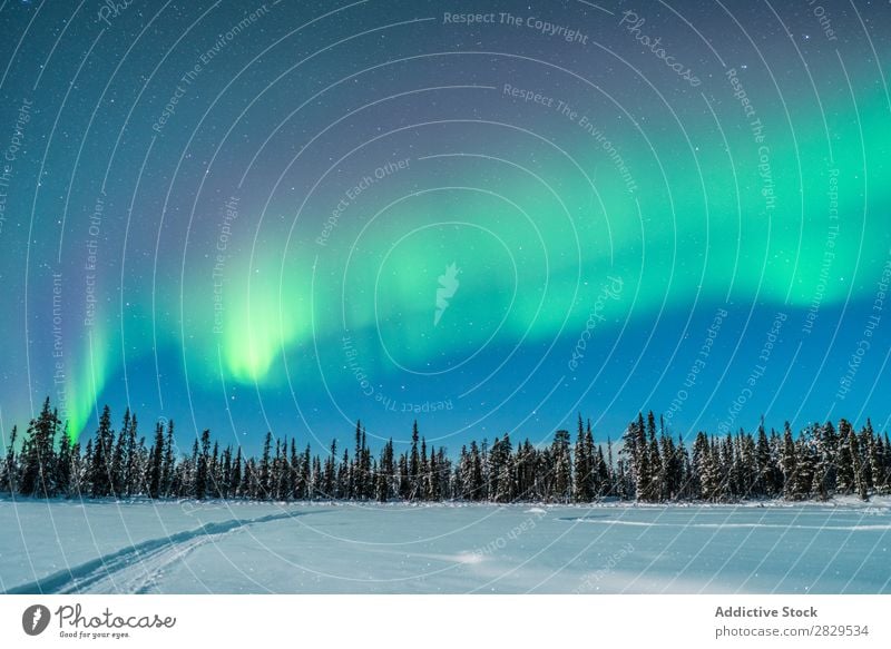 Winterwälder und Polarlicht Natur kalt Norden bedeckt Wald Nacht Abend Schnee Jahreszeiten weiß Landschaft Eis Frost Ferien & Urlaub & Reisen Berge u. Gebirge