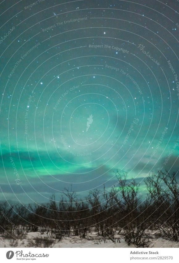 Nördliche Wälder bei Nacht Winter Natur kalt Norden Wald Polarlicht Stern Himmel Abenddämmerung bedeckt Schnee Jahreszeiten weiß Landschaft Eis Frost