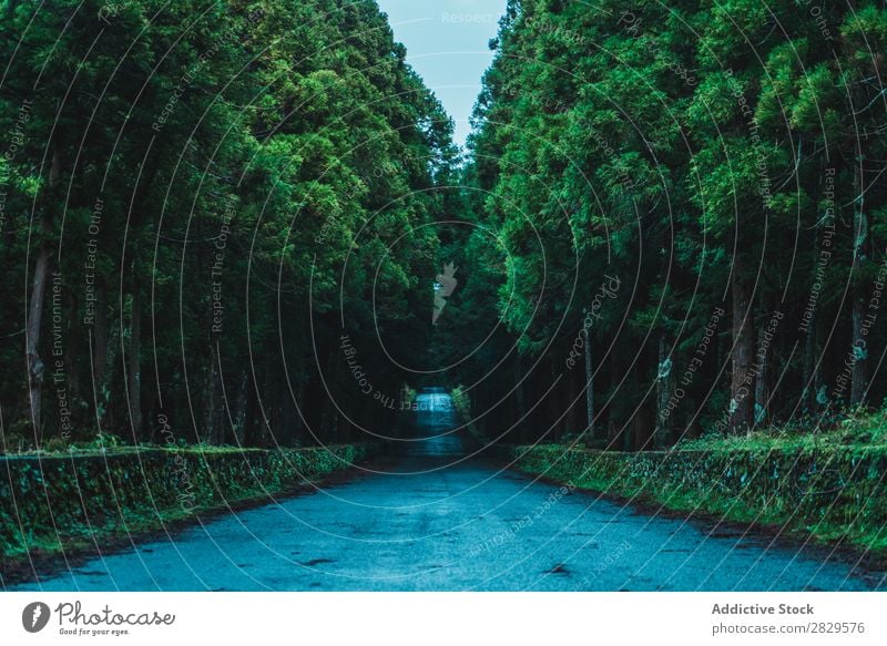 Asphaltstraße im grünen Wald Straße Natur Umwelt Wolken Perspektive natürlich Jahreszeiten Pflanze Blatt Licht frisch hell Tag Holz Wachstum Rüssel Landschaft